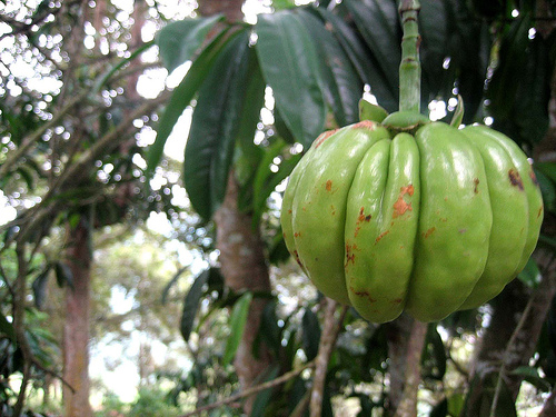 Garcinia Cambogia extract was recently revealed by Dr. Oz to be a powerful fat burning supplement. The amazing thing is that there are NO SIDE EFFECTS