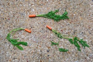 carrots on porch